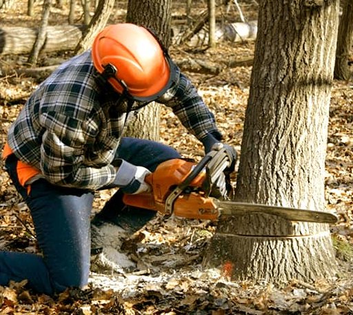 Tree Removal in Pitts, GA